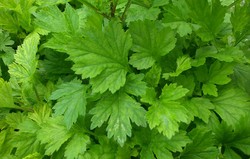 Herbal: Mugwort