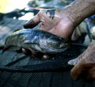 Ikan Tawar Go International