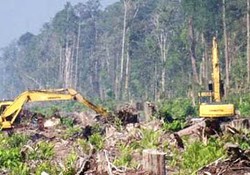 ICW Temukan Indikasi Korupsi Hutan Riau Capai Rp 1,855 Triliun