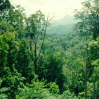 Kawasan Hutan Jabar Terparah di Indonesia