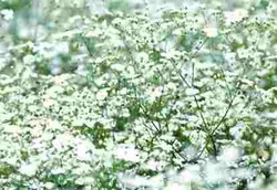 Bunga Putih untuk Obat Kanker