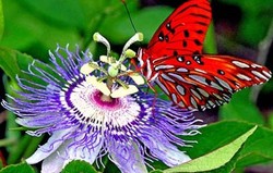 Herbal: Passionflower