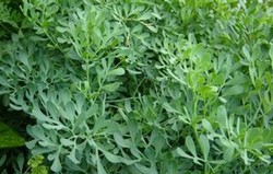 Herbal: Rue