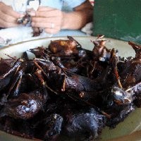 Mau Kelelawar Goreng?