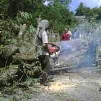 Pohon Asam Tumbang, Dua Pengendara Motor Pingsan