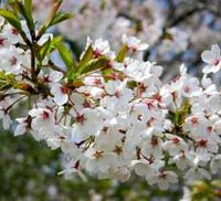 Pesta Bunga Cherry