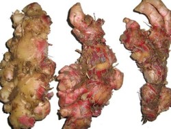 Jahe Merah Cegah Impotensi 