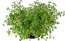 Herbal: Thyme