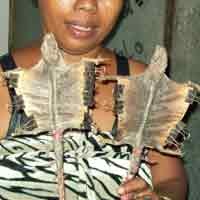 Mengintip Proses Pengeringan Tokek di Probolinggo