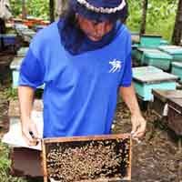 Berburu Madu Lebah di Hutan Baluran