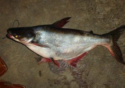 Memilih Ikan Patin