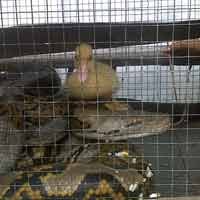 Ular Sanca Sepanjang 4 Meter Gegerkan Warga Pakal 