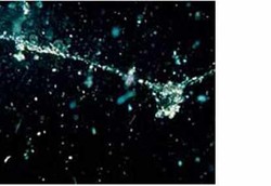 Kuman-kuman Punya Pulau di Lautan