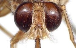 Penyakit Tidur Afrika