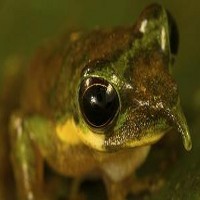 Spesies Baru Katak Pinokio Ditemukan di Pegunungan Papua