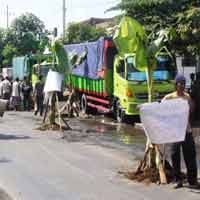 Kesal, Warga Gelar Aksi Tanam Pisang di Jalur Pantura