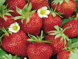 Strawberry, Si Merah Kaya Manfaat