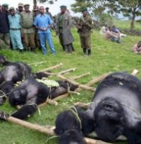 Terus Diburu, Hanya Tersisa 680 Gorila di Dunia 
