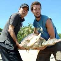 68 Penyu Langka Dilepas di Pantai Kuta