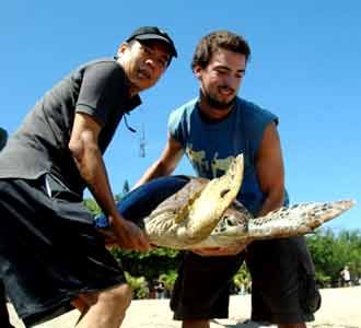 68 Penyu Hijau Dilepas di Pantai Kuta