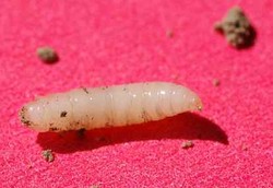 Cegah Infeksi Dengan Terapi Belatung