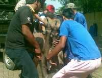 Kerbau Sempat Seruduk Nenek dan Anak Kecil