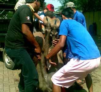 Kerbau Seruduk Biker