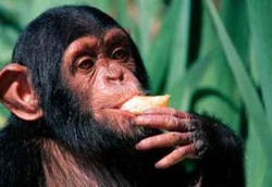 Gaya Makan Manusia Kalah Sehat dari Simpanse