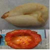 Karena Takut, Keluarga Suarti Urung Memakannya