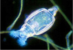 Makhluk yang Beranakpinak Tanpa Seks