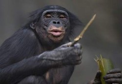 Satu Lagi Kemiripan Simpanse dengan Manusia