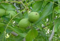 Pohon Kenari Punya Hormon Perempuan