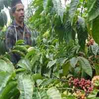 Nikmatnya Minum Kopi Organik di Kaki Gunung Semeru 