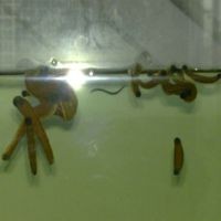 Satu Jam Tidur Bersama Lintah