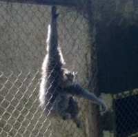 Kebun Binatang Bandung Sepi Pengunjung