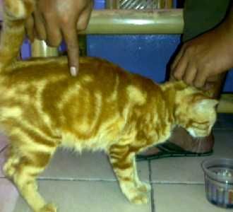 Kucing Berlafad Allah