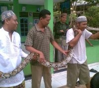 Sanca 3 Meter & Berat 40 Kg Jatuh dari Atap WC di Kebayoran Lama