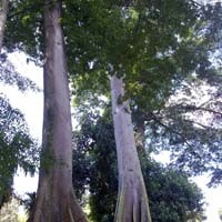 Kapuk yang Tertiup Angin dan Terlupakan 