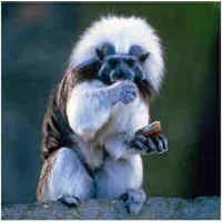 Facebook Dikerahkan untuk Cari Monyet Hilang