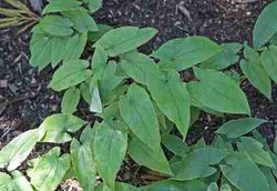 Rumput Tanduk Kambing si Penambah Libido