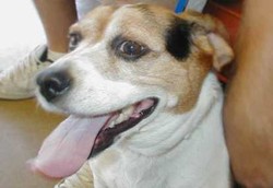 Endus-endus, Anjing Mampu Deteksi Kanker Prostat