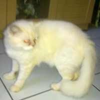 Meski Liu Unik, Pemilik akan Melepasnya