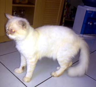 Aneh, Kucing Bisa Ngomong Enggak