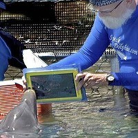 iPad Bantu Manusia Mengobrol dengan Lumba-Lumba  