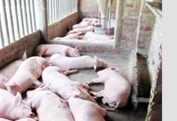 Vietnam Diserang Wabah Blue Ear