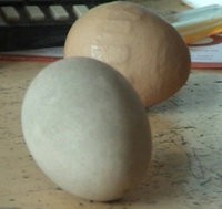 Warga Medan Temukan Telur Bisa Menari 