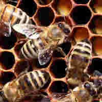 Radiasi Ponsel Ganggu Navigasi Lebah