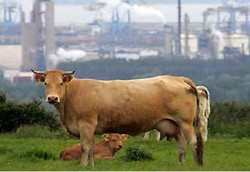 PBB: Kurangi Makan Daging untuk Selamatkan Bumi