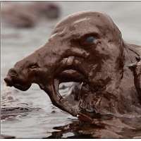 Mengerikan, Makhluk Aneh Muncul di Teluk Meksiko