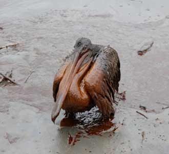 Pencemaran Minyak Teluk Meksiko
